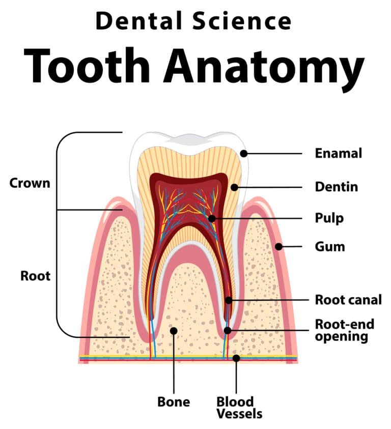 tooth structure for root canal treatment explaination